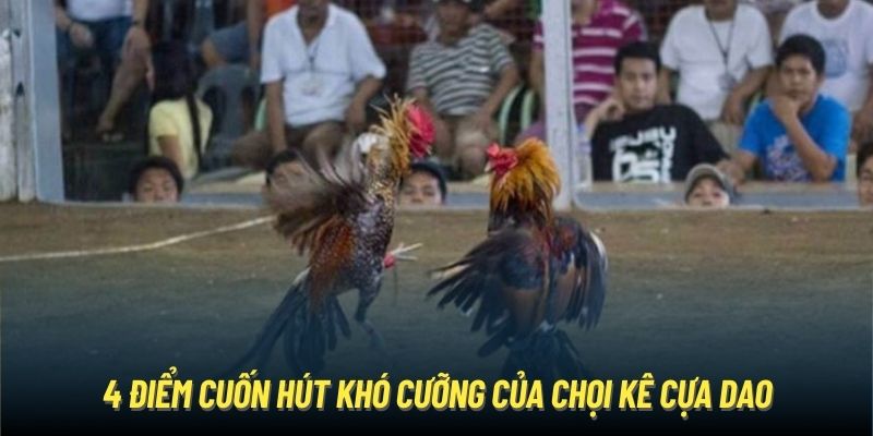 4 điểm cuốn hút khó cưỡng của chọi kê cựa dao