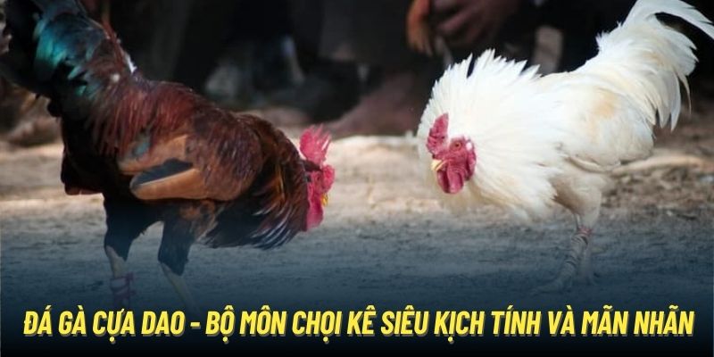 Đá Gà Cựa Dao - Bộ Môn Chọi Kê Siêu Kịch Tính Và Mãn Nhãn