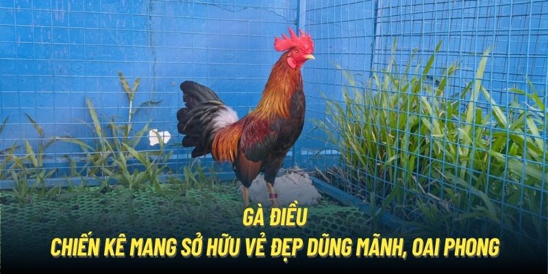 Gà Điều | Chiến Kê Mang Sở Hữu Vẻ Đẹp Dũng Mãnh, Oai Phong