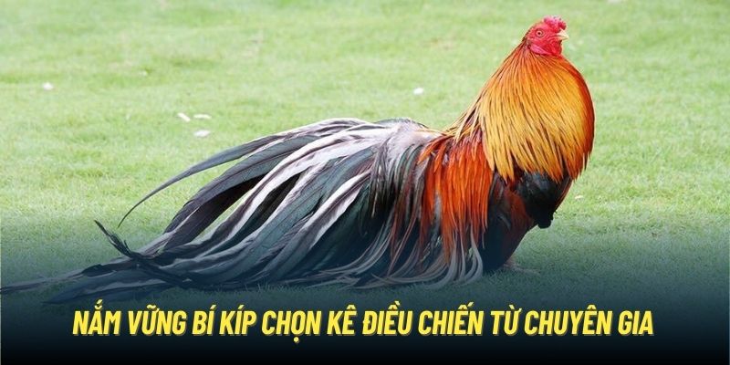 Nắm vững bí kíp chọn kê điều chiến từ chuyên gia