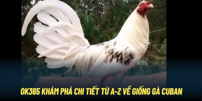 OK365 khám phá chi tiết từ A-Z về giống gà Cuban